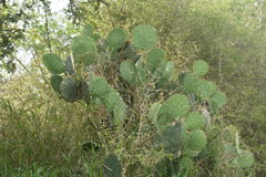 Opuntia
