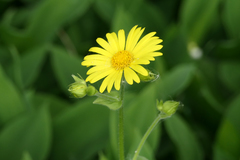 Doronicum pardalianches
