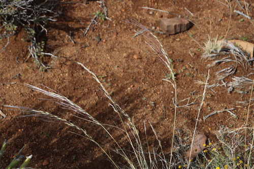 Image of Stipagrostis ciliata by (c) Tony Rebelo, some rights reserved (CC BY-SA)