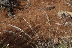Stipagrostis ciliata capensis