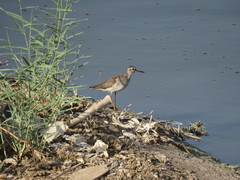 Tringa glareola