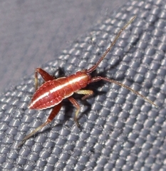 Phytocoris limonii