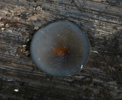 Daleomyces petersii