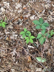 Parthenocissus quinquefolia