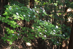 Hydrangea hirta