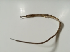 Syngnathus acus