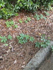 Parthenocissus quinquefolia