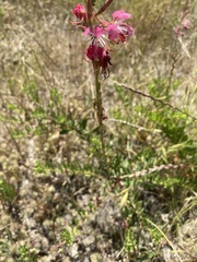 Oenothera sinuosa