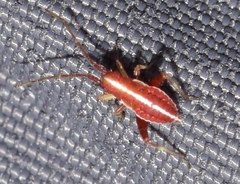 Phytocoris limonii
