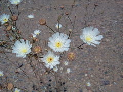 Atrichoseris platyphylla