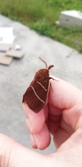 Macrothylacia digramma