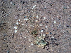 Atrichoseris platyphylla