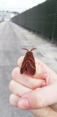 Macrothylacia digramma