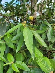 Callianthe rufinerva