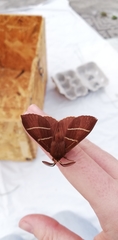 Macrothylacia digramma
