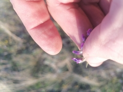 Oxytropis ambigua