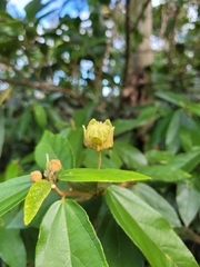 Callianthe rufinerva