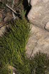 Nanobubon strictum