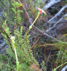 Jamesbrittenia albomarginata