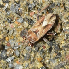 Henestaris laticeps