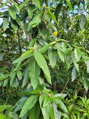 Callianthe rufinerva