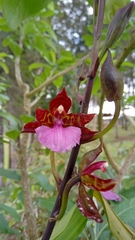 Rhynchostele bictoniensis