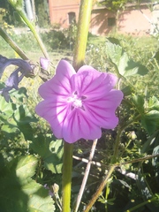 Malva sylvestris