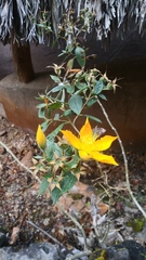 Mentzelia arborescens