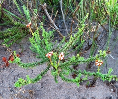 Jamesbrittenia albomarginata