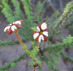 Jamesbrittenia albomarginata