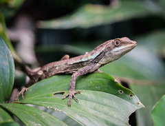 Ptyctolaemus gularis