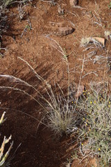 Stipagrostis ciliata capensis