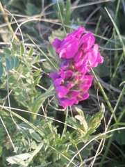 Oxytropis ambigua