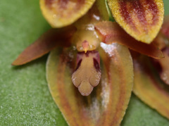 Pleurothallis convexa