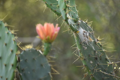 Opuntia