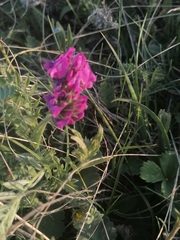 Oxytropis ambigua