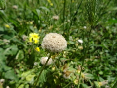 Trifolium tomentosum