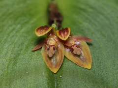 Pleurothallis convexa