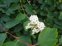 Spiraea cantoniensis