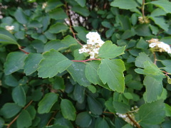 Spiraea cantoniensis