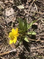 Ranunculus glaberrimus