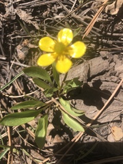 Ranunculus glaberrimus