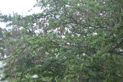 Vachellia