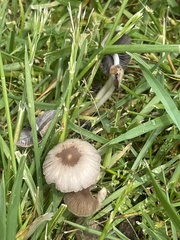 Fungi
