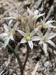 Allium nevadense