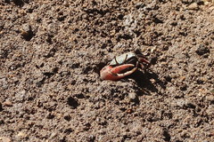 Paraleptuca chlorophthalmus