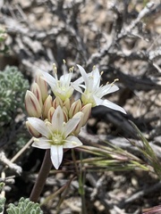 Allium nevadense