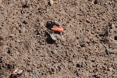 Paraleptuca chlorophthalmus