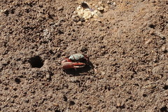Paraleptuca chlorophthalmus