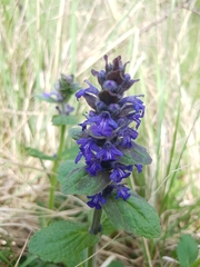Ajuga genevensis